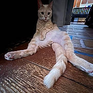 Mario is registered to the contest to win money with this photo: cat, ginger_cat, feline, pet, animal, sitting, lounging, relaxed, front_view, large_ears, whiskers, green_eyes, fluffy_tail, fur, indoor, wooden_floor, home, kitchen, portrait, funny_pose
