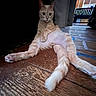 cat, ginger_cat, feline, pet, animal, sitting, lounging, relaxed, front_view, large_ears, whiskers, green_eyes, fluffy_tail, fur, indoor, wooden_floor, home, kitchen, portrait, funny_pose