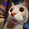 Mario joined the competition — help win amazing prizes! cat, white_cat, close_up, portrait, whiskers, ears, nose, eyes, fur, pet, animal, indoor, colorful_lights, festive, curious, camera_friendly, face, head, background, photography
