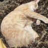 cat, sleeping, cream_colored, pet, animal, shaggy_blanket, cozy, indoors, relaxed, lying_down, stretched_paw, closed_eyes, whiskers, fur, portrait, warm_lighting, home, laundry, blanket, cute