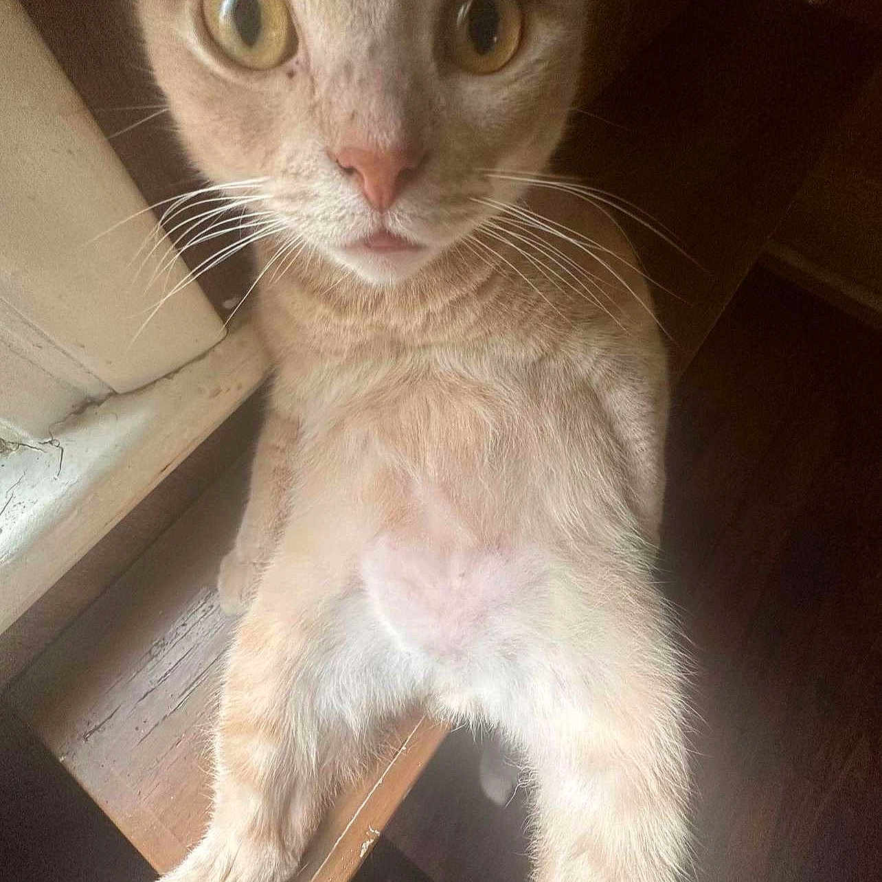 Mario joined the competition — help win amazing prizes! cat, ginger_cat, kitten, feline, pet, animal, close_up, portrait, wide_eyes, whiskers, pink_nose, fur, orange_fur, paws, sitting, wooden_surface, indoors, window, natural_light, curious