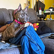 Willow joined the competition — help win amazing prizes! dog, toy, couch, person, jeans, living_room, stairs, yellow_wall, collar, pet, furniture, indoor, casual, relaxing, home, sitting, comfort, clothing, resting, animal