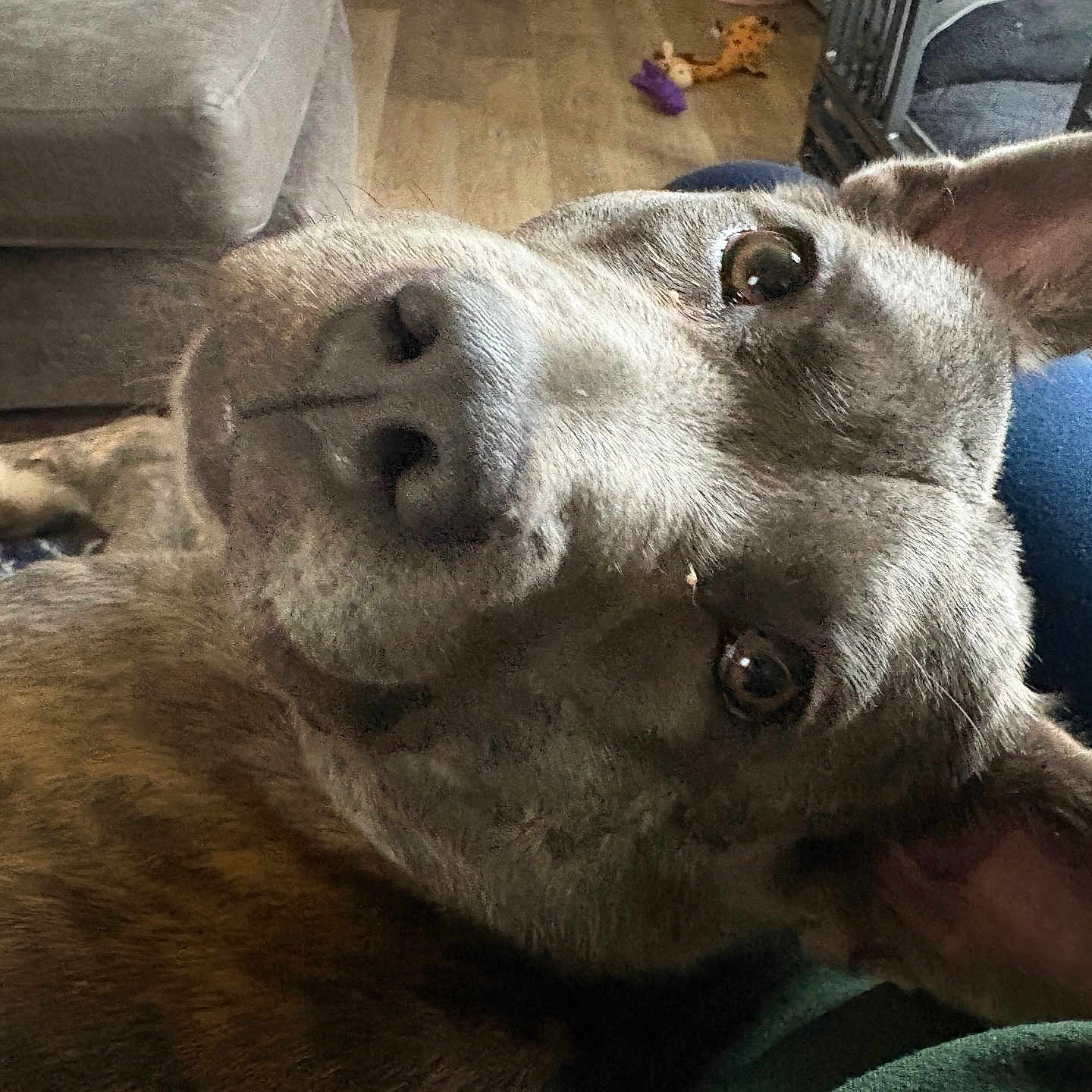 Willow