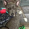 Willow is registered to the contest to win money with this photo: dog, couch, blanket, toy, wooden_floor, pet, relaxed, indoor, brown_dog, pink_collar, resting, cozy, furniture, living_room, animal, ears, paw, head, looking, domestic