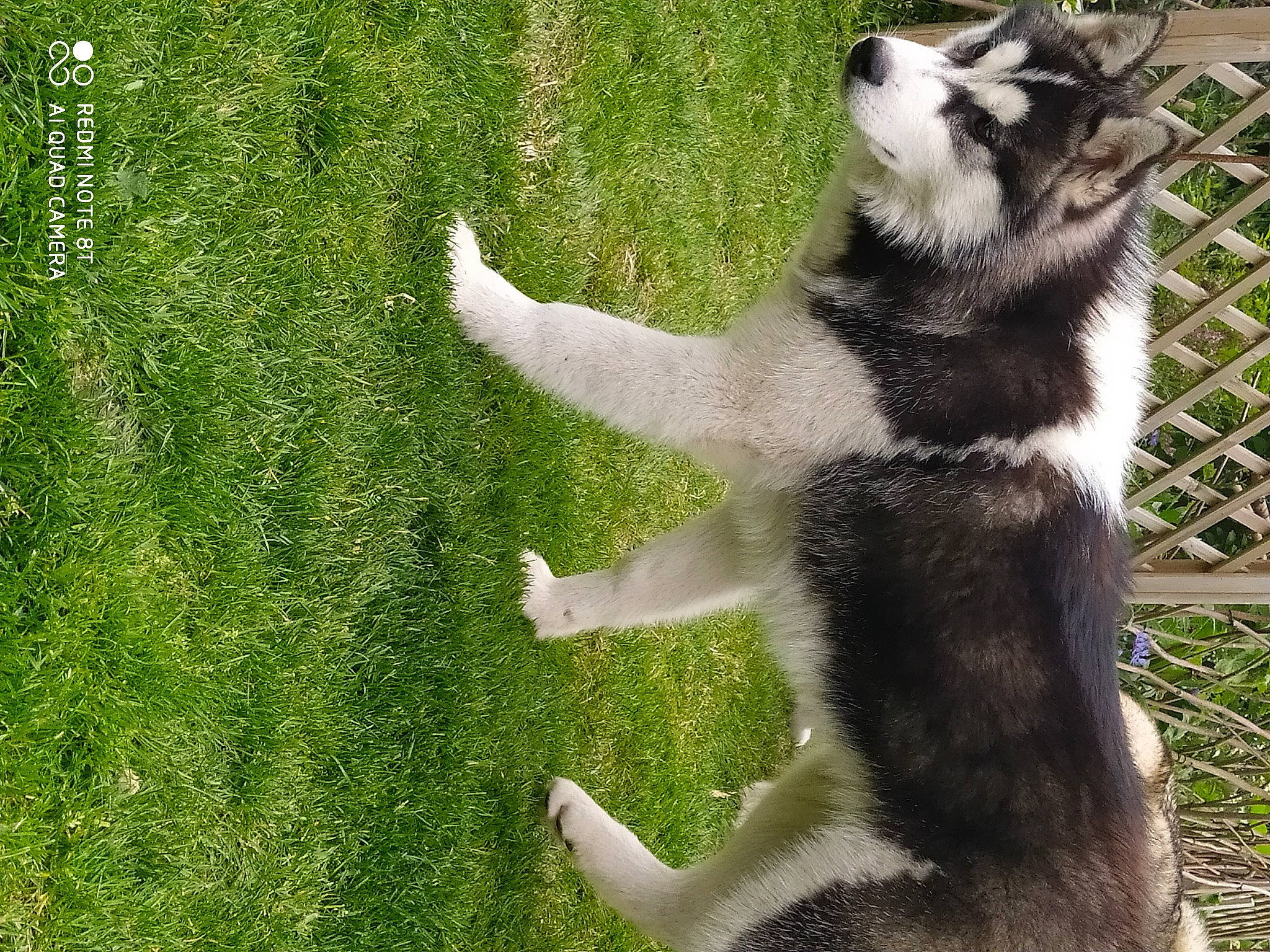 Pixel participe au concours pour gagner de l'argent avec cette photo : alaskan_klee_kai, alaskan_malamute, canadian_eskimo_dog, canidae, carnivore, dog, dog_breed, east_siberian_laika, grass, mammal, miniature_siberian_husky, native_american_indian_dog, northern_inuit_dog, plant, sakhalin_husky, siberian_husky, sled_dog, tail, vertebrate, wolfdog