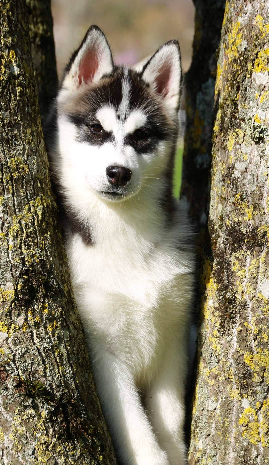 Pixel participe au concours pour gagner de l'argent avec cette photo : alaskan_klee_kai, alaskan_malamute, canadian_eskimo_dog, canidae, carnivore, dog, dog_breed, mammal, miniature_siberian_husky, native_american_indian_dog, rare_breed_dog, saarloos_wolfdog, sakhalin_husky, siberian_husky, sled_dog, snout, tamaskan_dog, vertebrate, whiskers, wolfdog