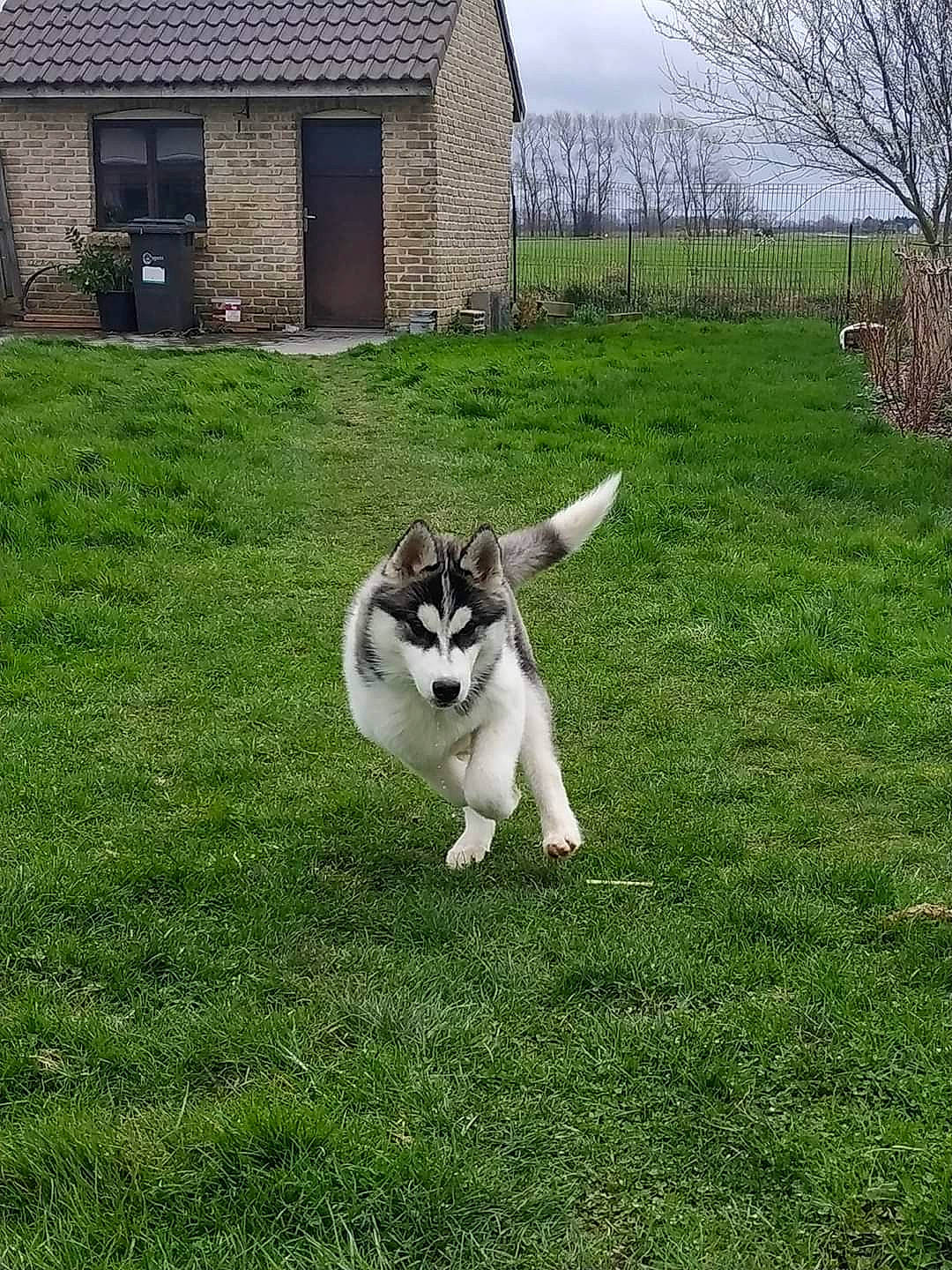 Pixel a rejoint le concours — aidez-le/la à gagner de superbes lots ! alaskan_klee_kai, alaskan_malamute, canidae, carnivore, dog, dog_breed, grass, house, lawn, mammal, native_american_indian_dog, northern_inuit_dog, plant, saarloos_wolfdog, siberian_husky, sled_dog, sporting_group, tail, vertebrate, wolfdog