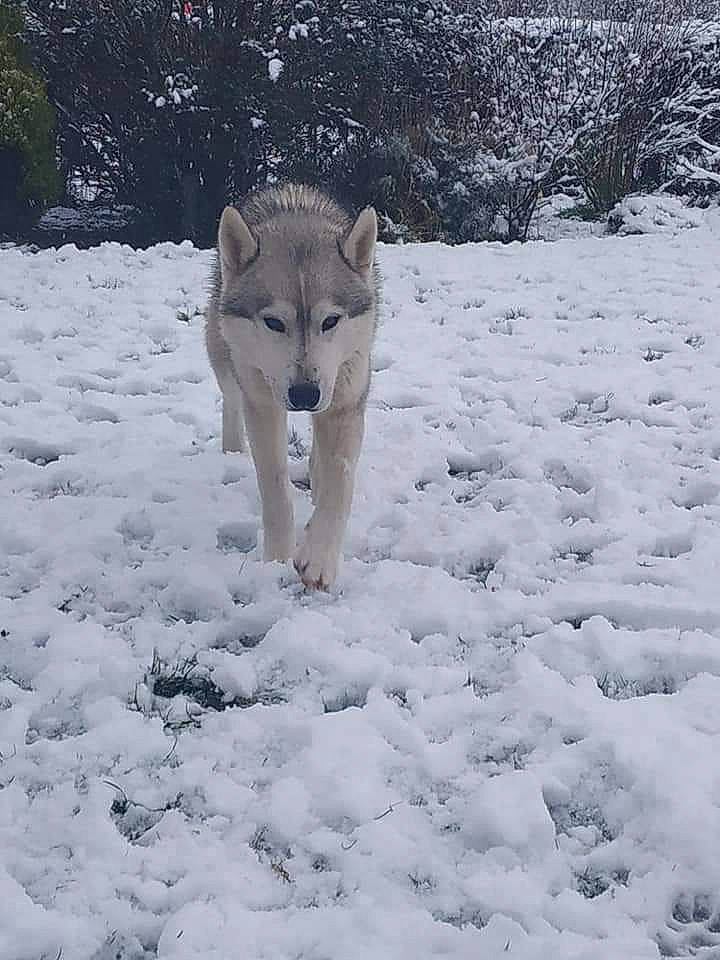 Neyo A Gauche a rejoint le concours — aidez-le/la à gagner de superbes lots ! canadian_eskimo_dog, canidae, carnivore, czechoslovakian_wolfdog, dog, dog_breed, east_siberian_laika, freezing, greenland_dog, hokkaido, mammal, norwegian_buhund, saarloos_wolfdog, siberian_husky, snow, tamaskan_dog, vertebrate, west_siberian_laika, winter, wolfdog