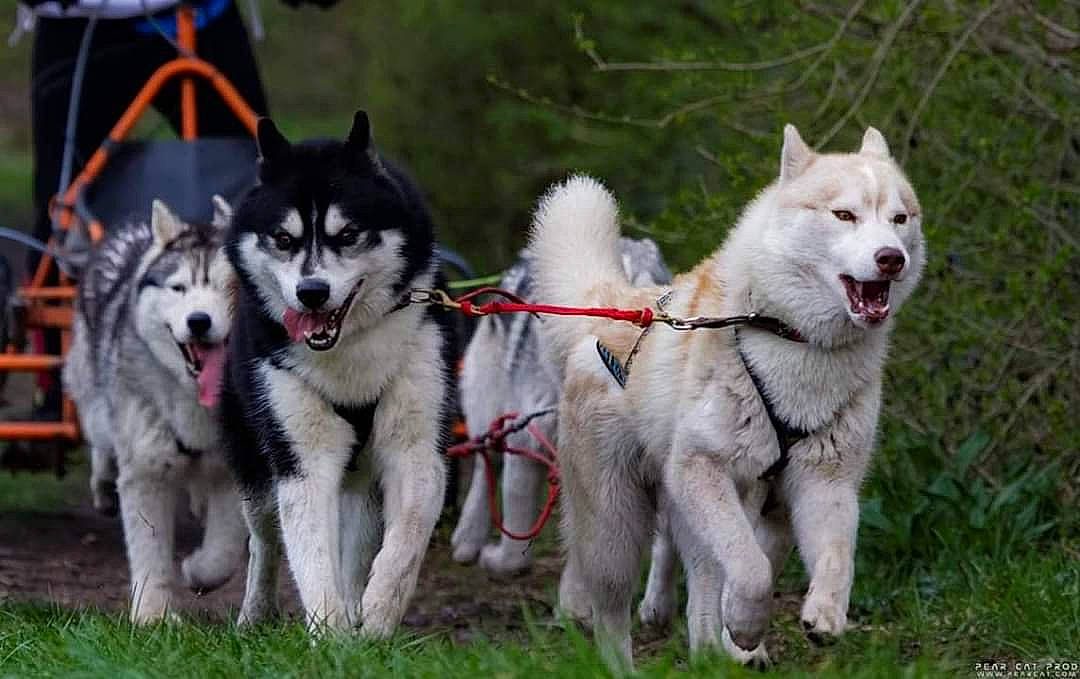 Iron a rejoint le concours — aidez-le/la à gagner de superbes lots ! alaskan_malamute, canadian_eskimo_dog, canidae, canis, carnivore, dog, dog_breed, east_siberian_laika, greenland_dog, mammal, miniature_siberian_husky, native_american_indian_dog, northern_inuit_dog, sakhalin_husky, seppala_siberian_sleddog, shikoku, siberian_husky, sled_dog, vertebrate, west_siberian_laika