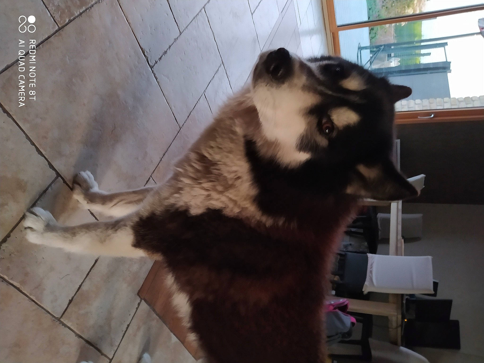 Iron participe au concours pour gagner de l'argent avec cette photo : canidae, carnivore, cat, dog_breed, felidae, fur, mammal, procyonidae, tail, whiskers