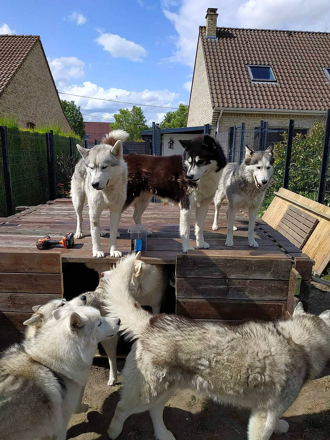 Iron a rejoint le concours — aidez-le/la à gagner de superbes lots ! alaskan_klee_kai, alaskan_malamute, canadian_eskimo_dog, canidae, carnivore, czechoslovakian_wolfdog, dog, dog_breed, east_siberian_laika, greenland_dog, livestock_guardian_dog, mammal, northern_inuit_dog, saarloos_wolfdog, sakhalin_husky, seppala_siberian_sleddog, siberian_husky, sled_dog, vertebrate, wolfdog