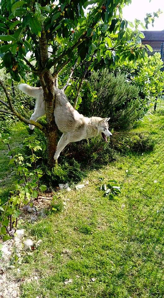Naska a rejoint le concours — aidez-le/la à gagner de superbes lots ! canidae, goat, goats, grass, plant, sporting_group, tail, tree, wildlife