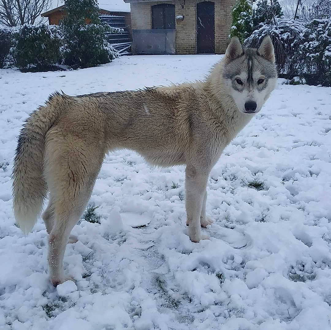 Naska a rejoint le concours — aidez-le/la à gagner de superbes lots ! alaskan_malamute, canadian_eskimo_dog, canidae, canis, canis_lupus_tundrarum, carnivore, czechoslovakian_wolfdog, dog, dog_breed, east_siberian_laika, greenland_dog, mammal, native_american_indian_dog, saarloos_wolfdog, sakhalin_husky, seppala_siberian_sleddog, siberian_husky, tamaskan_dog, vertebrate, wolfdog