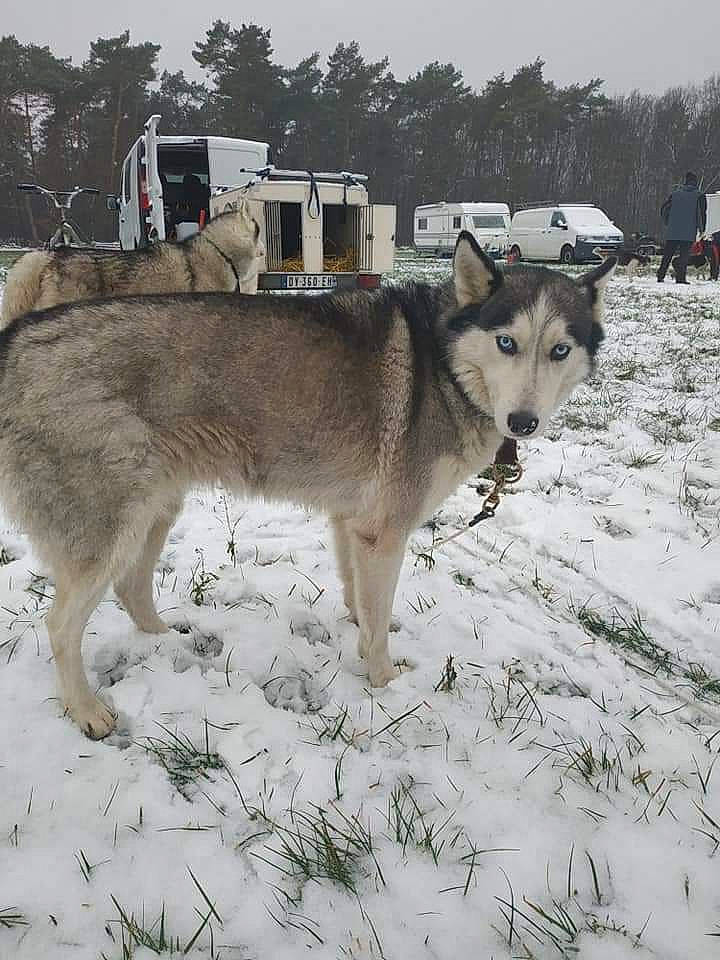 Galy participe au concours pour gagner de l'argent avec cette photo : alaskan_malamute, canadian_eskimo_dog, canidae, carnivore, czechoslovakian_wolfdog, dog, east_siberian_laika, greenland_dog, jamthund, mammal, native_american_indian_dog, northern_inuit_dog, saarloos_wolfdog, sakhalin_husky, seppala_siberian_sleddog, siberian_husky, sled_dog, vertebrate, west_siberian_laika, wolfdog