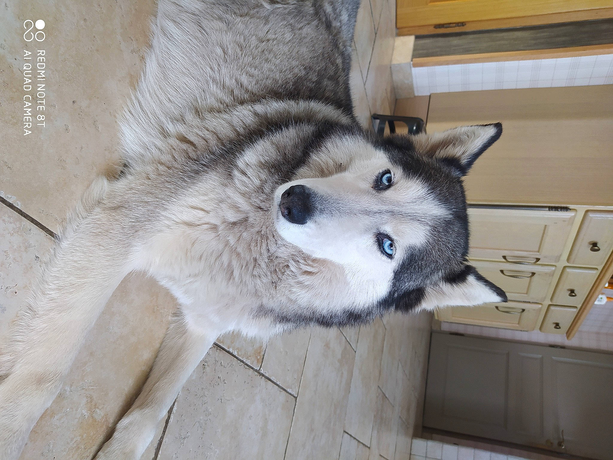 Galy a rejoint le concours — aidez-le/la à gagner de superbes lots ! alaskan_klee_kai, alaskan_malamute, canadian_eskimo_dog, canidae, canis, carnivore, czechoslovakian_wolfdog, dog, dog_breed, mammal, miniature_siberian_husky, nose, saarloos_wolfdog, sakhalin_husky, seppala_siberian_sleddog, siberian_husky, sled_dog, snout, vertebrate, wolfdog