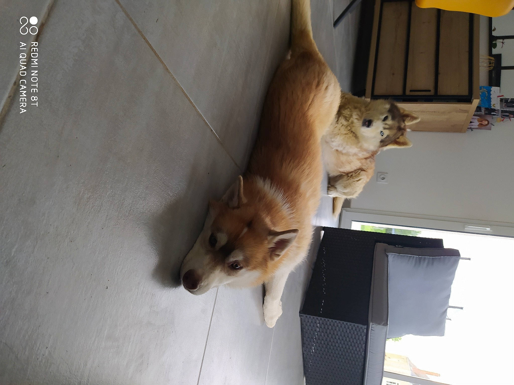 Sushi a rejoint le concours — aidez-le/la à gagner de superbes lots ! box, carnivore, companion_dog, dog, dog_breed, fawn, flooring, hardwood, non_sporting_group, spitz, sporting_group, tail, wood, working_animal, working_dog