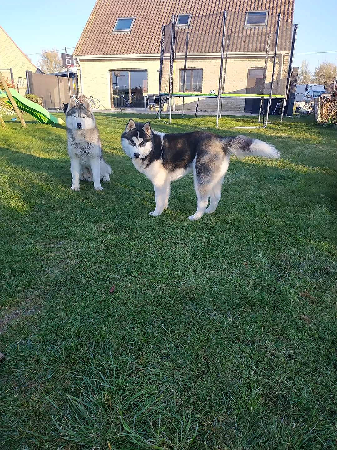 Iam participe au concours pour gagner de l'argent avec cette photo : alaskan_klee_kai, alaskan_malamute, canidae, carnivore, czechoslovakian_wolfdog, dog, dog_breed, grass, greenland_dog, mammal, native_american_indian_dog, northern_inuit_dog, seppala_siberian_sleddog, siberian_husky, sled_dog, sporting_group, tamaskan_dog, vertebrate, wolfdog, working_dog