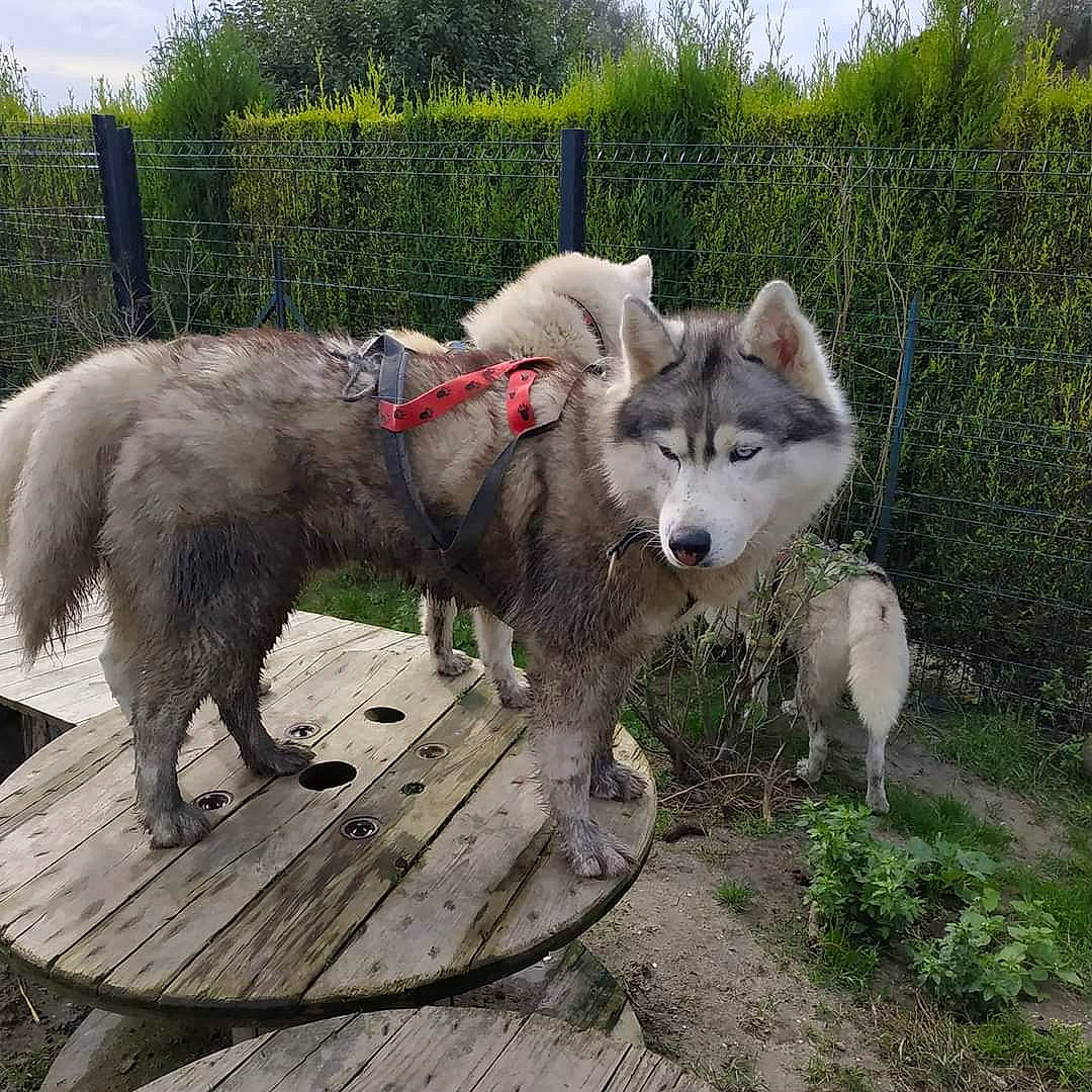 Iam participe au concours pour gagner de l'argent avec cette photo : alaskan_malamute, canadian_eskimo_dog, canidae, carnivore, czechoslovakian_wolfdog, dog, dog_breed, east_siberian_laika, greenland_dog, mammal, native_american_indian_dog, northern_inuit_dog, saarloos_wolfdog, sakhalin_husky, seppala_siberian_sleddog, siberian_husky, sled_dog, tamaskan_dog, vertebrate, wolfdog