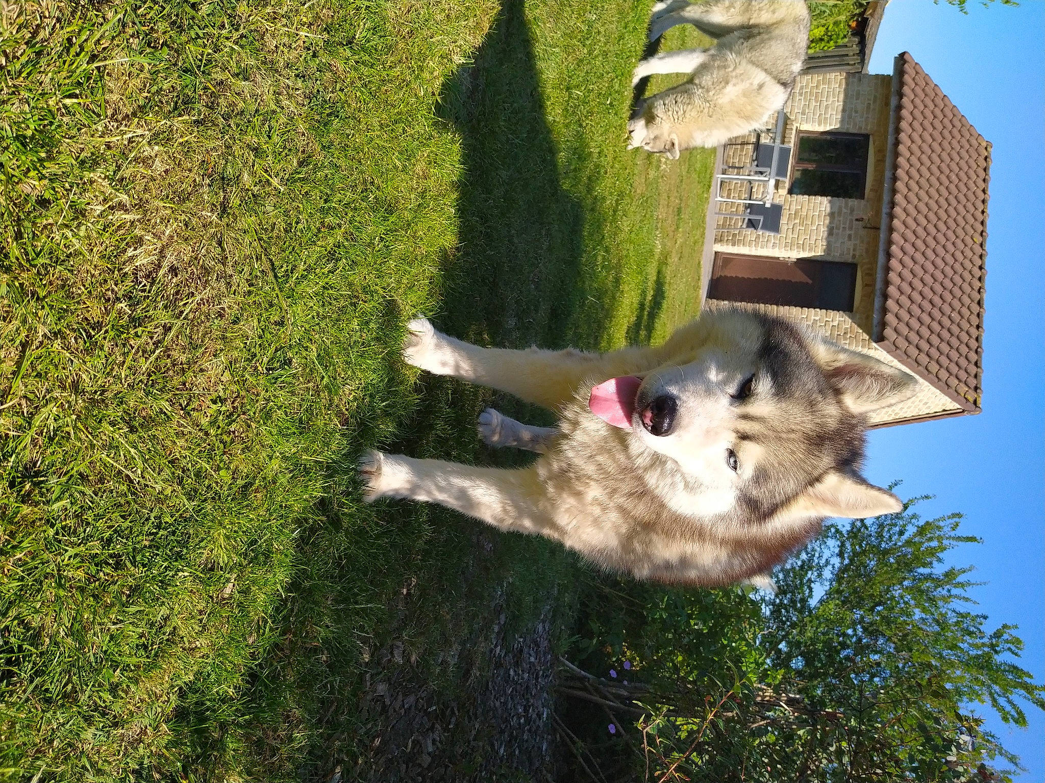 Iam participe au concours pour gagner de l'argent avec cette photo : canidae, fawn