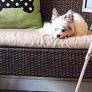 Chino is registered to the contest to win money with this photo: dog, small_dog, fluffy, cushion, wicker_furniture, bench, green_pillow, bone_pattern, indoor, tile_floor, pet, resting, cozy, home_interior, furniture_leg, relaxed, white_dog, ears_up, looking_down, domestic_pet