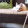 dog, small_dog, fluffy, cushion, wicker_furniture, bench, green_pillow, bone_pattern, indoor, tile_floor, pet, resting, cozy, home_interior, furniture_leg, relaxed, white_dog, ears_up, looking_down, domestic_pet