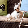 Chino joined the competition — help win amazing prizes! dog, white_dog, fluffy, small_dog, bench, cushion, wicker_furniture, green_pillow, polka_dot, bone_shape, indoor, pet, furniture, blue_board, tripod, relaxed, seated, home, curious, ears_up