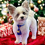 Chino is registered to the contest to win money with this photo: dog, puppy, small_dog, white_fur, blue_tie, christmas_tree, ornaments, gifts, present, red_blanket, festive, bokeh, pet, indoor, portrait, cute, fluffy, paw, decorations, curious