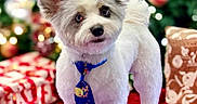 Chino is registered to the contest to win money with this photo: blue_tie, bokeh, christmas_tree, curious, cute, decorations, dog, festive, fluffy, gifts, indoor, ornaments, paw, pet, portrait, present, puppy, red_blanket, small_dog, white_fur