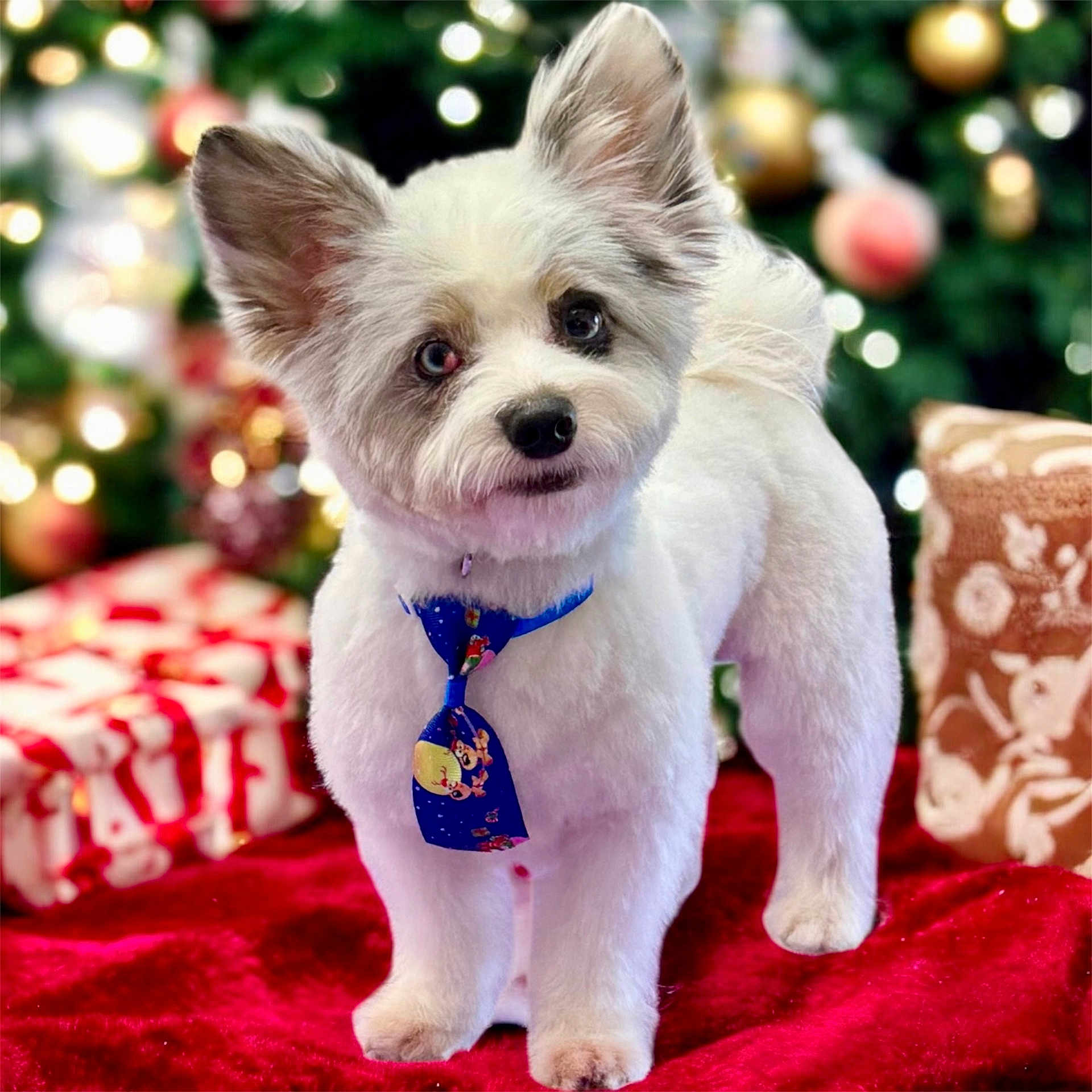 Chino is registered to the contest to win money with this photo: dog, puppy, small_dog, white_fur, blue_tie, christmas_tree, ornaments, gifts, present, red_blanket, festive, bokeh, pet, indoor, portrait, cute, fluffy, paw, decorations, curious