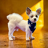 Chino joined the competition — help win amazing prizes! animal, background, bandana, blue_bandana, cute, dog, ears, floor, fur, groomed, indoor, looking, pet, portrait, small_dog, standing, stars, white_dog, wood_floor, yellow_background