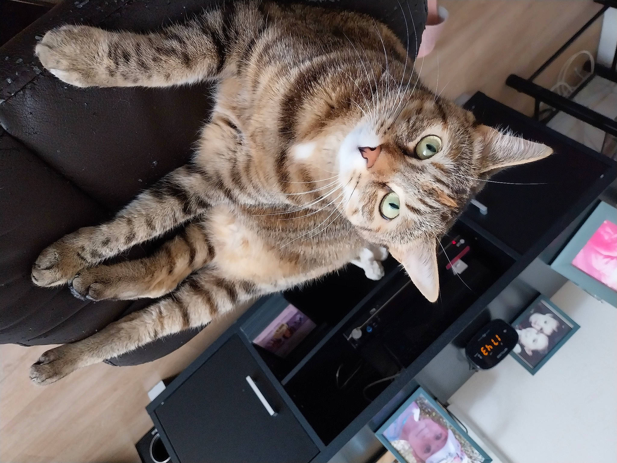 Ruby a rejoint le concours — aidez-le/la à gagner de superbes lots ! box, carnivore, cat, claw, computer, computer_keyboard, domestic_short_haired_cat, felidae, fur, gadget, input_device, laptop, office_supplies, output_device, paw, peripheral, personal_computer, small_to_medium_sized_cats, tail, whiskers