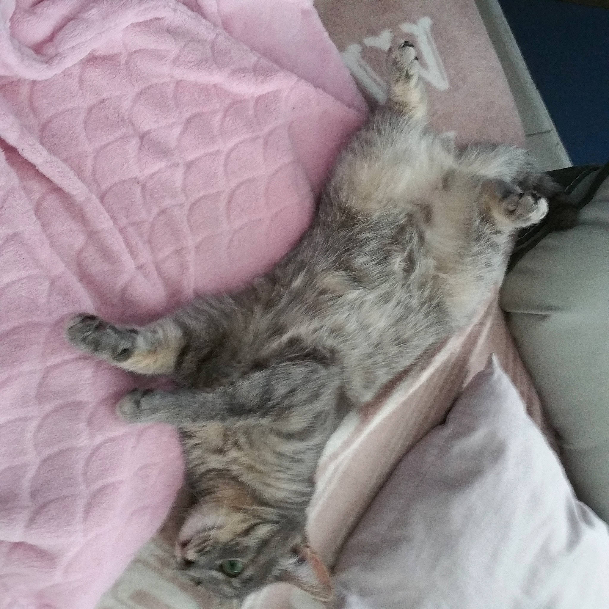 Tya participe au concours pour gagner de l'argent avec cette photo : carnivore, cat, claw, comfort, domestic_short_haired_cat, felidae, fur, grey, paw, small_to_medium_sized_cats, tail, whiskers