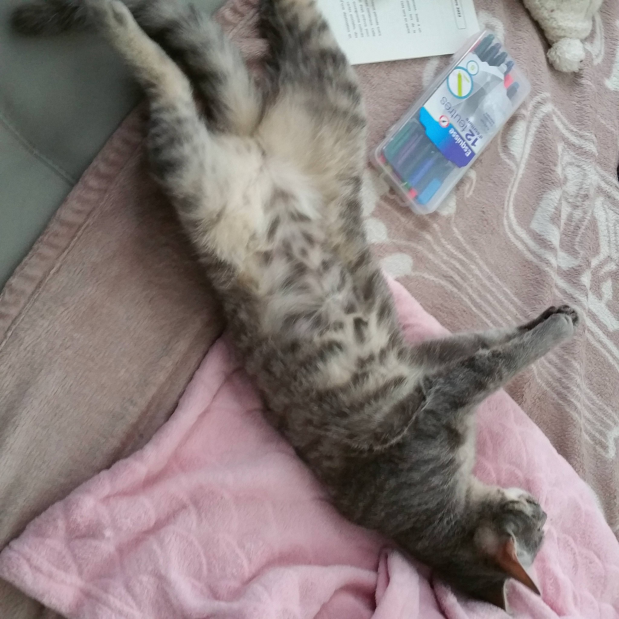 Tya participe au concours pour gagner de l'argent avec cette photo : bottle, carnivore, cat, claw, comfort, distilled_water, domestic_short_haired_cat, drinking_water, felidae, fur, grey, linens, mobile_phone, nap, paw, small_to_medium_sized_cats, tail, water_bottle, whiskers