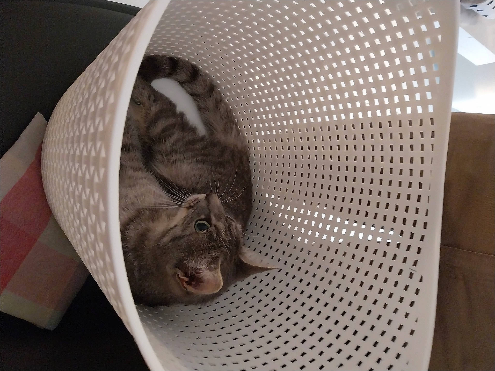 Tya participe au concours pour gagner de l'argent avec cette photo : art, bat, carnivore, cat, comfort, domestic_short_haired_cat, fawn, felidae, flooring, fur, grey, linens, mesh, paper, pattern, room, small_to_medium_sized_cats, snout, tail, whiskers