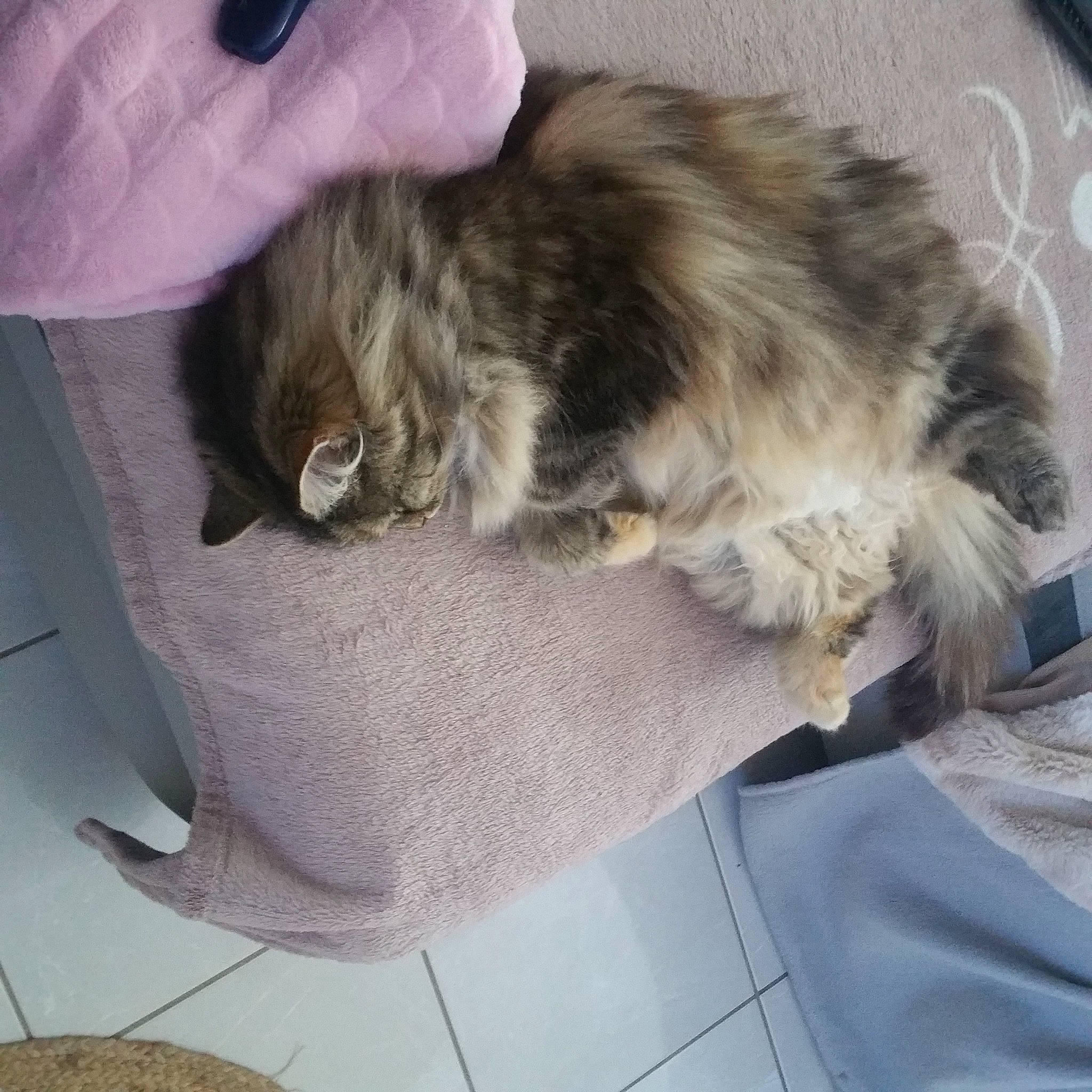 Douchka participe au concours pour gagner de l'argent avec cette photo : carnivore, cat, claw, comfort, companion_dog, dog_breed, domestic_short_haired_cat, felidae, flooring, fur, grey, hardwood, nap, paw, small_to_medium_sized_cats, sporting_group, tail, terrestrial_animal, whiskers