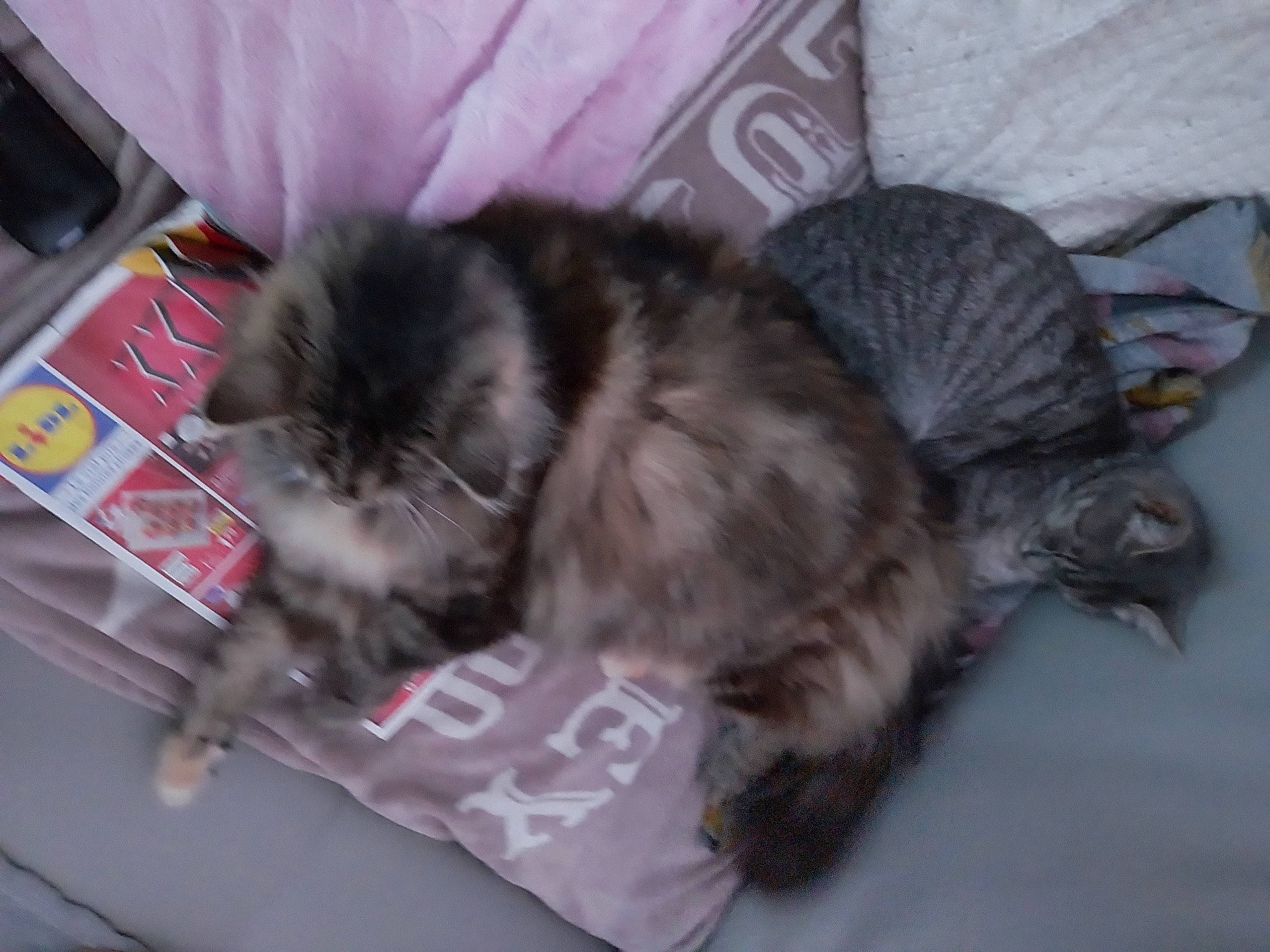 Douchka a rejoint le concours — aidez-le/la à gagner de superbes lots ! british_longhair, carnivore, cat, claw, comfort, dog_breed, domestic_short_haired_cat, felidae, fur, grey, mammal, nap, paw, small_to_medium_sized_cats, tail, terrestrial_animal, whiskers