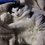 Chubster joined the competition — help win amazing prizes! cat, fluffy, black_and_white, blanket, cozy, sleepy, fur, pet, indoor, resting, soft, texture, cute, animal, relaxation, comfort, bed, warm, feline, nestled
