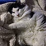cat, fluffy, black_and_white, blanket, cozy, sleepy, fur, pet, indoor, resting, soft, texture, cute, animal, relaxation, comfort, bed, warm, feline, nestled