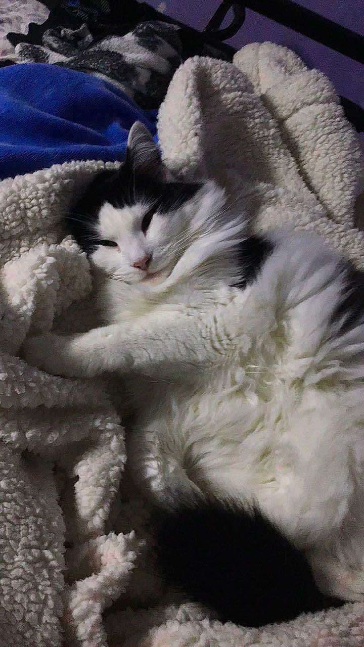 Chubster joined the competition — help win amazing prizes! cat, fluffy, black_and_white, blanket, cozy, sleepy, fur, pet, indoor, resting, soft, texture, cute, animal, relaxation, comfort, bed, warm, feline, nestled