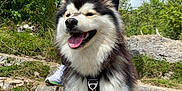 Arya participe au concours pour gagner de l'argent avec cette photo : dog, happy, outdoor, nature, rocks, leash, person, greenery, sky, walking, pet, canine, fur, tongue, hiking, adventure, black_and_white, collar, tag, summer