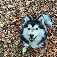 Arya a rejoint le concours — aidez-le/la à gagner de superbes lots ! dog, animal, outdoor, leaves, autumn, forest_floor, fluffy, black_and_white, pet, canine, smiling, nature, fall, fur, tail, leash, looking_up, happy, close_up, playful