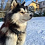Arya a rejoint le concours — aidez-le/la à gagner de superbes lots ! dog, husky, snow, winter, outdoor, pet, fur, canine, collar, leash, house, tree, sky, nature, daylight, animal, cold, portrait, background, fence