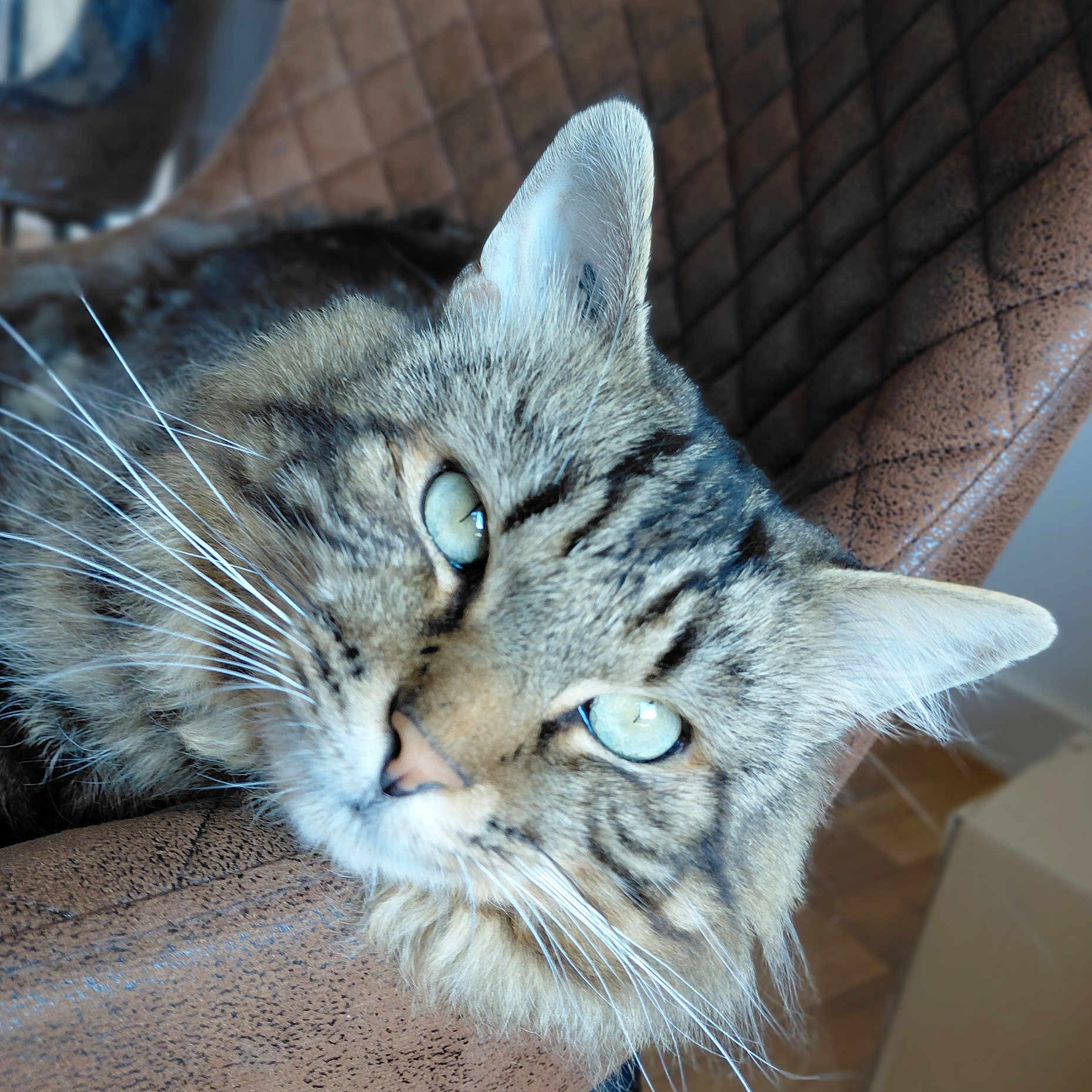 Kuki