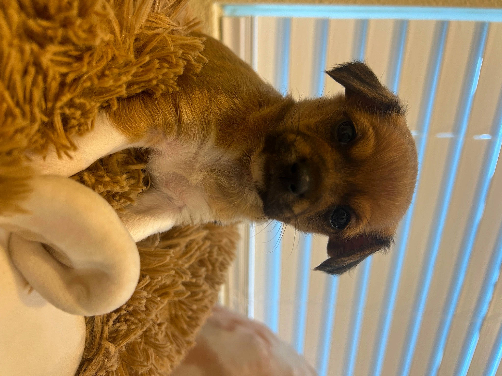 Muffin is registered to the contest to win money with this photo: alpaca, big_cats, canidae, carnivore, companion_dog, dog_breed, fawn, felidae, fur, gesture, lion, mammal, plant, snout, sporting_group, tail, terrestrial_animal, tree, vertebrate, whiskers