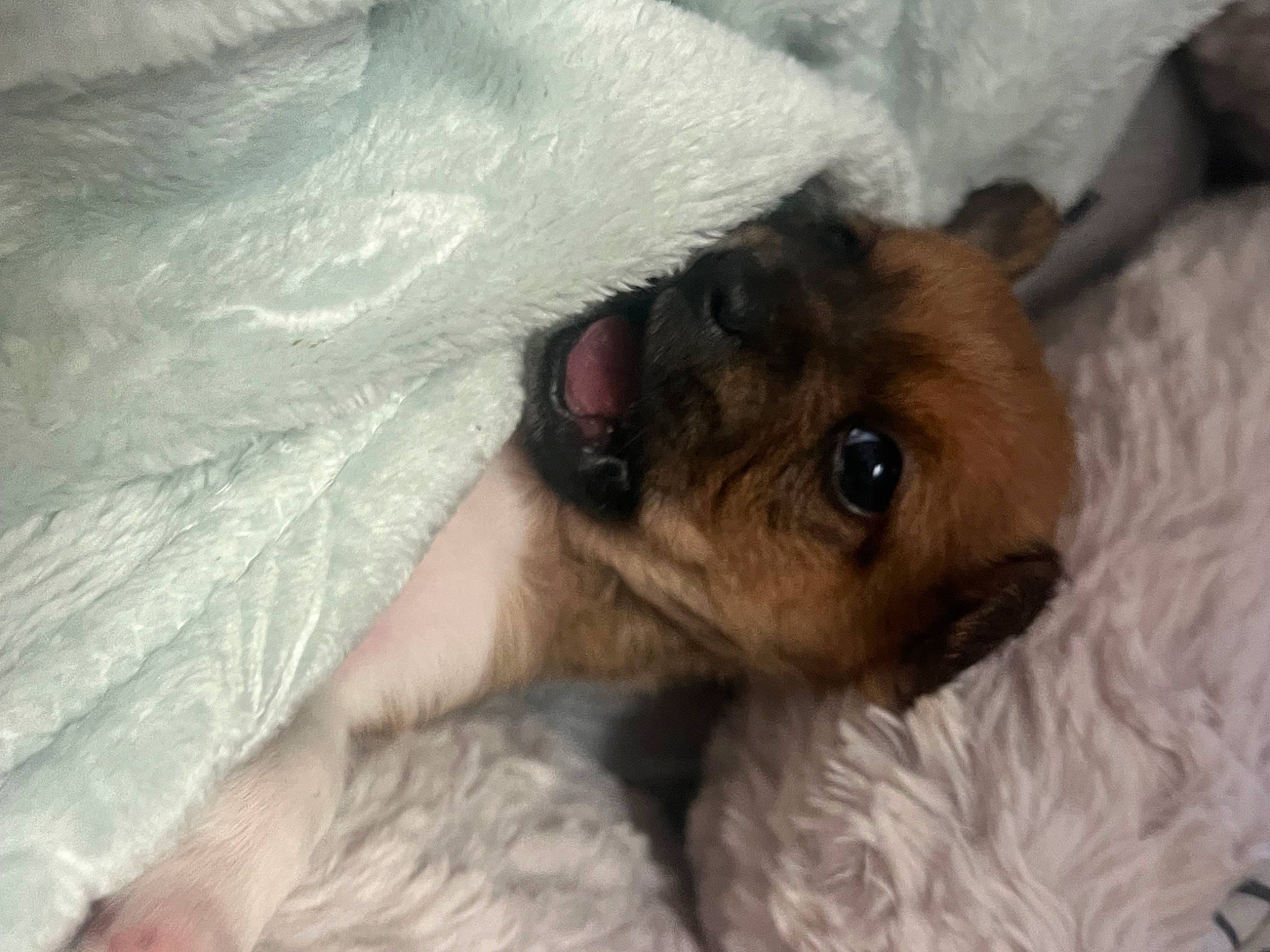 Muffin joined the competition — help win amazing prizes! canidae, carnivore, comfort, companion_dog, dog, dog_breed, ear, eye, fawn, felidae, fur, paw, puppy, puppy_love, snout, sporting_group, terrestrial_animal, toy_dog, whiskers, working_animal