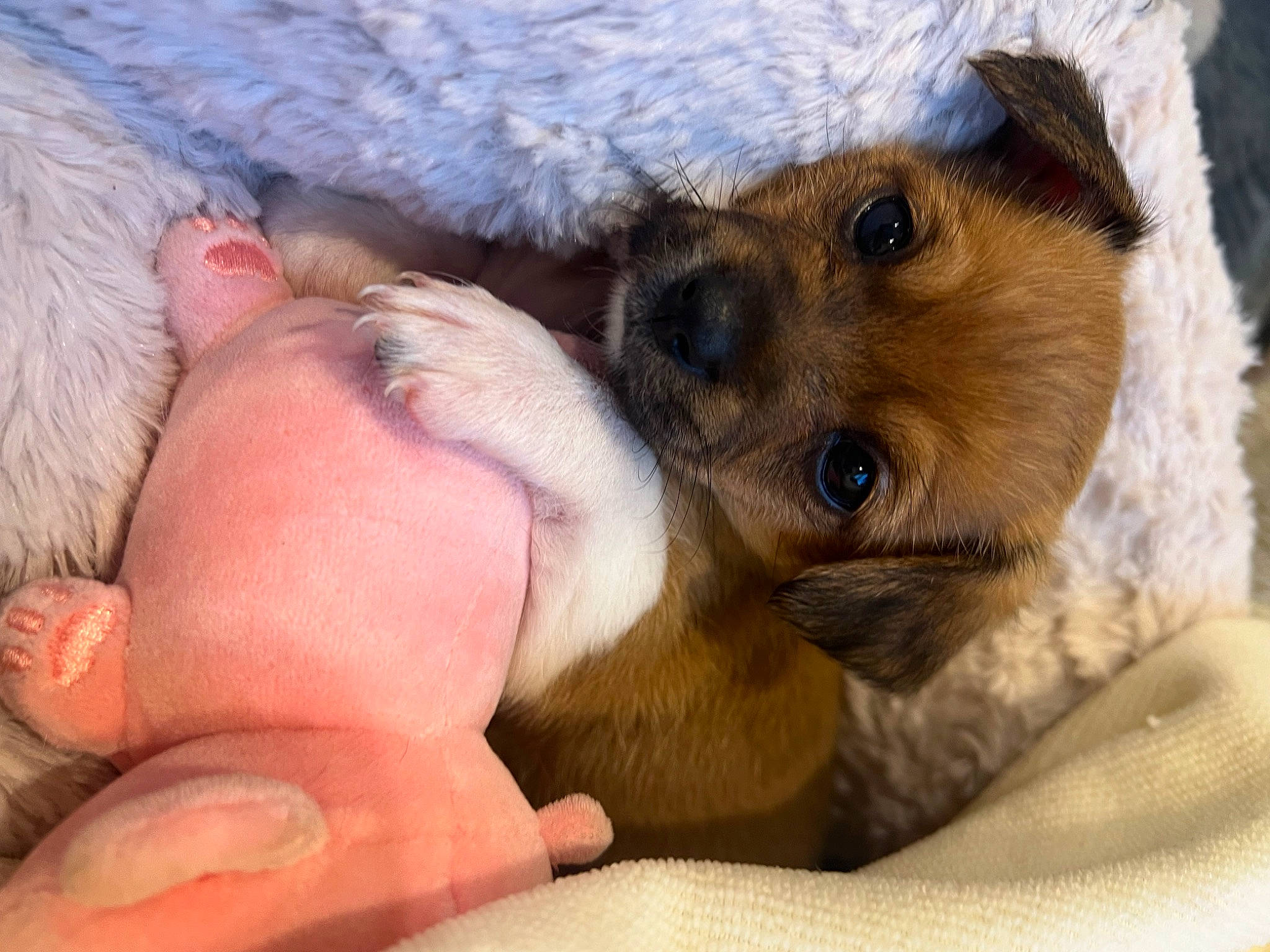 Muffin is registered to the contest to win money with this photo: canidae, carnivore, claw, comfort, companion_dog, dog, dog_bed, dog_breed, fawn, fur, nap, paw, puppy, puppy_love, snout, sporting_group, street_dog, terrestrial_animal, toy_dog, whiskers