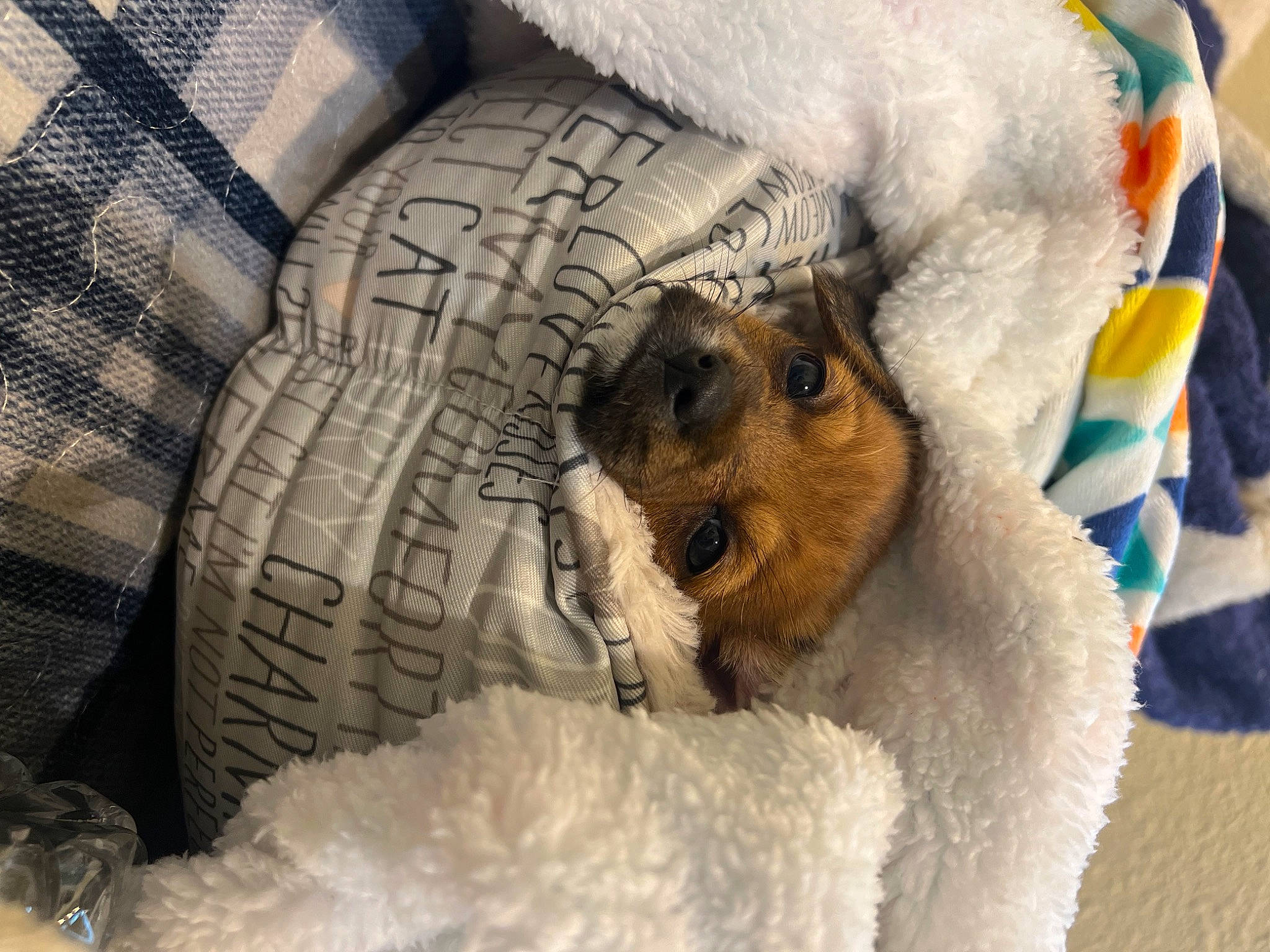 Muffin joined the competition — help win amazing prizes! automotive_tire, canidae, carnivore, comfort, companion_dog, dog_breed, felidae, fur, linens, motor_vehicle, paw, small_to_medium_sized_cats, snout, stuffed_toy, synthetic_rubber, tire, toy, tread, wheel, whiskers