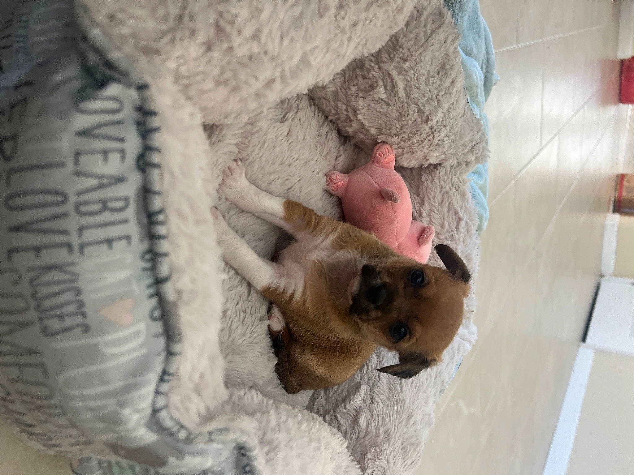 Muffin joined the competition — help win amazing prizes! automotive_tire, bicycle_tire, carnivore, companion_dog, dog, dog_breed, fawn, felidae, fur, mammal, paw, small_to_medium_sized_cats, snout, sporting_group, synthetic_rubber, toy_dog, tread, whiskers, wood, working_animal