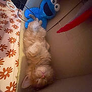 Chewy is registered to the contest to win money with this photo: kitten, cat, sleeping, cardboard_box, plush_toy, cookie_monster, orange_cat, fluffy, toy, feather_toy, blanket, pattern, indoor, pet, cozy, cute, resting, fur, animal, relaxation