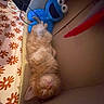 kitten, cat, sleeping, cardboard_box, plush_toy, cookie_monster, orange_cat, fluffy, toy, feather_toy, blanket, pattern, indoor, pet, cozy, cute, resting, fur, animal, relaxation